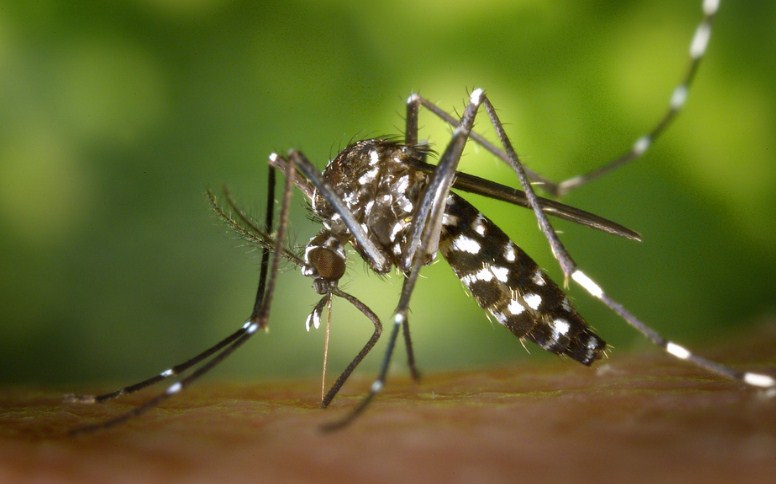 Gambar Pengusir nyamuk paling ampuh untuk nyamuk DBD