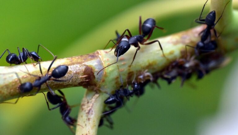 Gambar Cara Membasmi Semut Hitam di Pohon Mangga