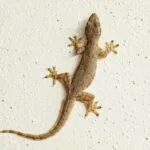 Gambar cara menangkap cecak dengan jebakan cicak