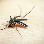 5 Cara Penularan Virus Zika dan Pencegahannya yang Ampuh