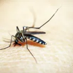 5 Cara Penularan Virus Zika dan Pencegahannya yang Ampuh Cara Penularan Virus Zika
