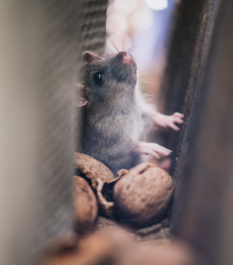 Gambar Perangkap tikus yang bisa dibuat sendiri dari bahan sederhana