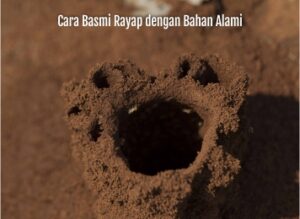 cara basmi rayap dengan bahan alami