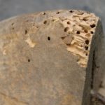 Perbedaan mendasar jenis rayap kayu kering dan basah