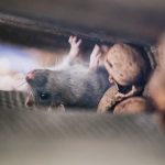 Gambar 2 - Cara mengusir tikus dari plafon rumah secara efektif