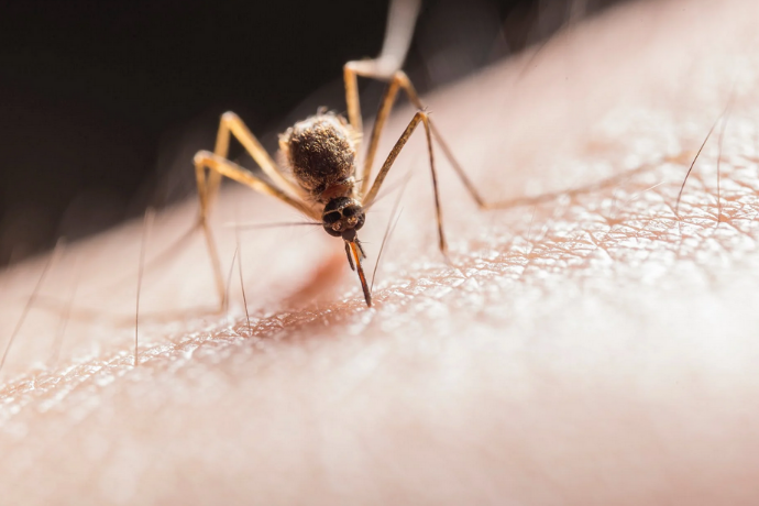 Gambar 1 - Cara pencegahan perkembangbiakan nyamuk yang bisa dilakukan sendiri di rumah