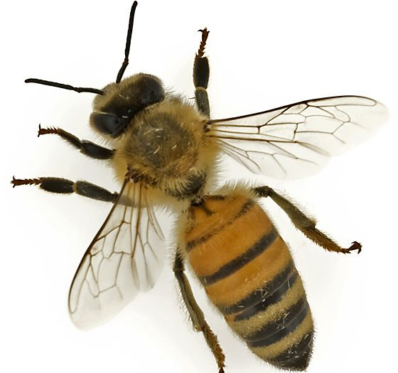 Gambar 1 - Jenis lebah madu