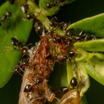 Gambar 1 - Jenis makanan semut yang harus Anda tahu