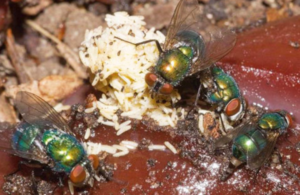 Gambar 2 - Bahaya menelan telur lalat