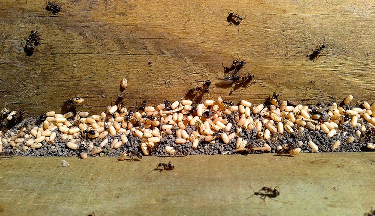 Gambar 2 - Kasta semut