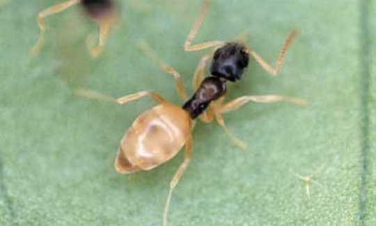 Tapinoma melanocephalum atau semut hantu