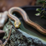 Gambar 1 - Cara mencegah ular masuk rumah yang efektif