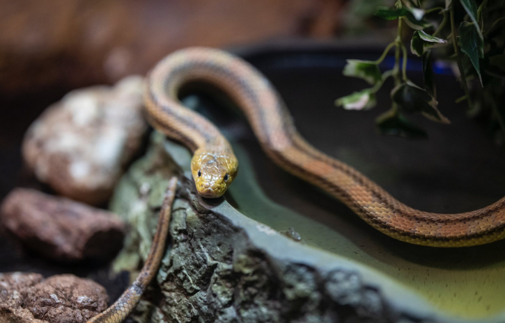 Gambar 1 - Cara mencegah ular masuk rumah yang efektif