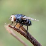 Cara Simpel Mengusir Lalat di Warung dengan Cepat
