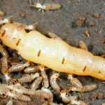termite-1