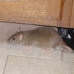 Terbukti Ampuh! Ikuti Cara Ini Untuk Menghilangkan Tikus Di Rumah!