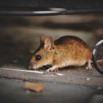 Jasa Pembasmi Tikus di Makassar