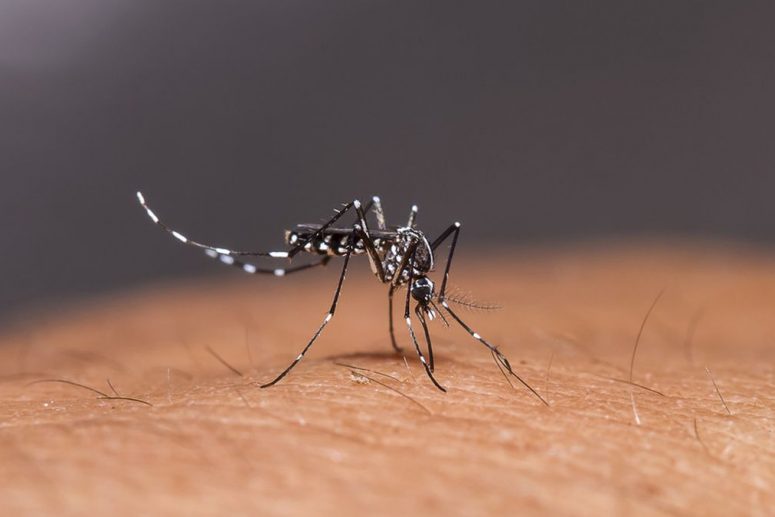 Cara Basmi Nyamuk Paling Ampuh di Dalam Rumah