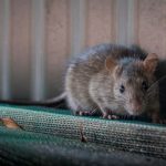 Cara Mengusir Tikus Di Rumah Yang Wajib Anda Tahu