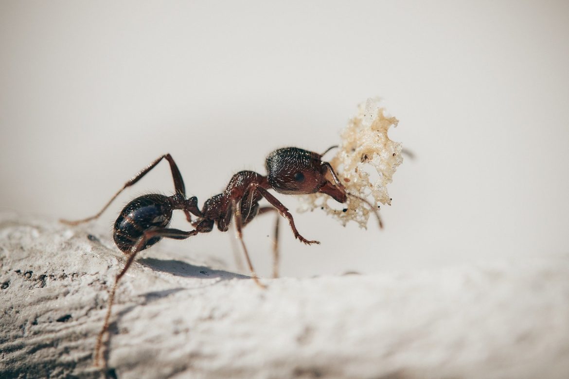 Cara Mengusir Semut di Rumah yang Efektif