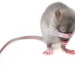 Usir Tikus dari Plafon Rumah dengan 6 Tips Berikut