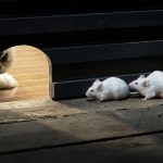 Praktis Dan Ampuh, Cegah Tikus Masuk Ke Rumah Dengan 5 Cara Berikut