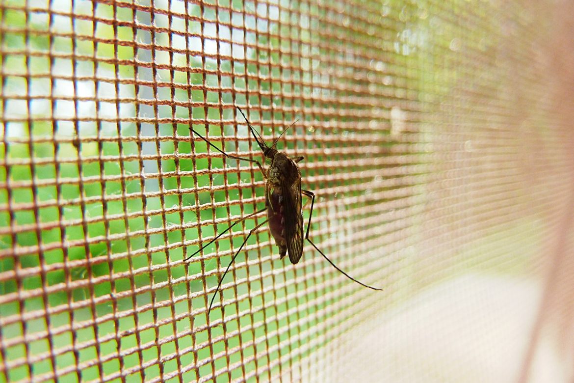Cara Mencegah Nyamuk Masuk Dalam Rumah