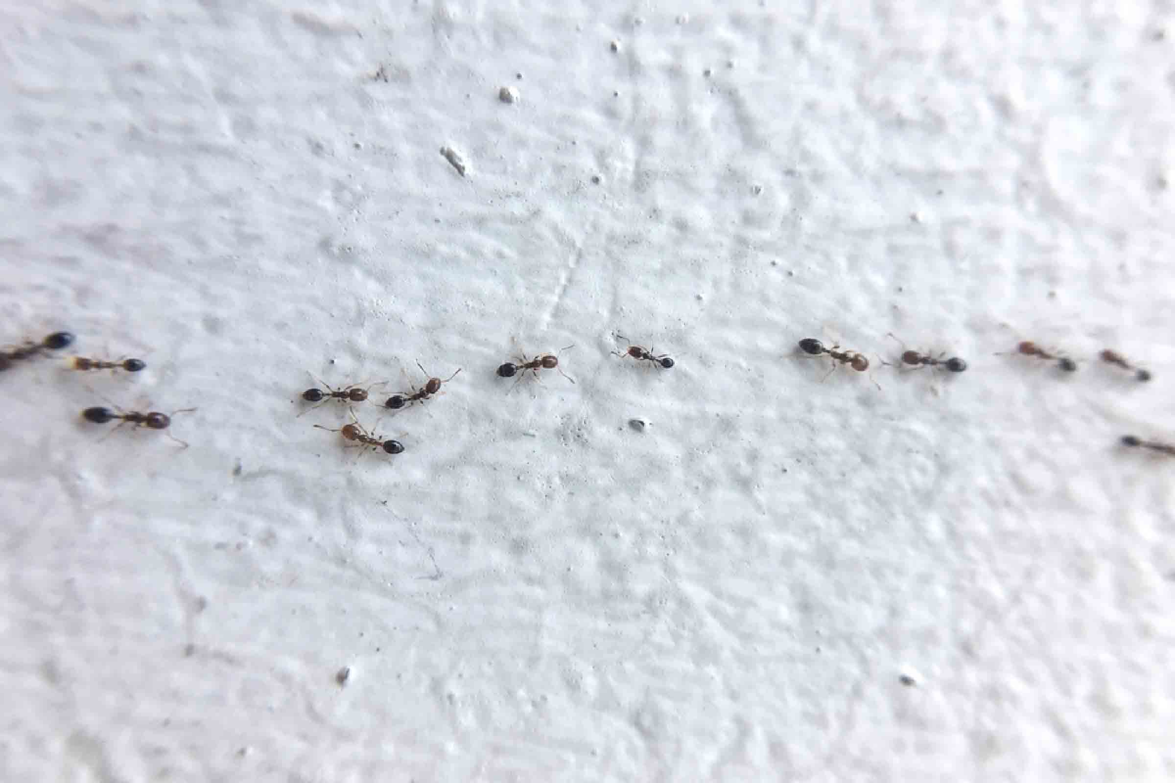 Cara Membasmi Semut Di Rumah