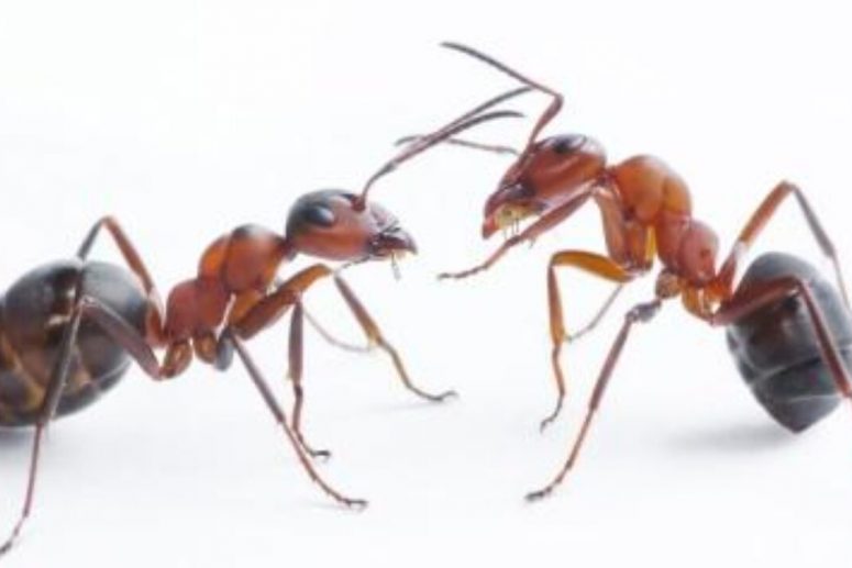 Cara Mengusir Semut Di Rumah Secara Efektif