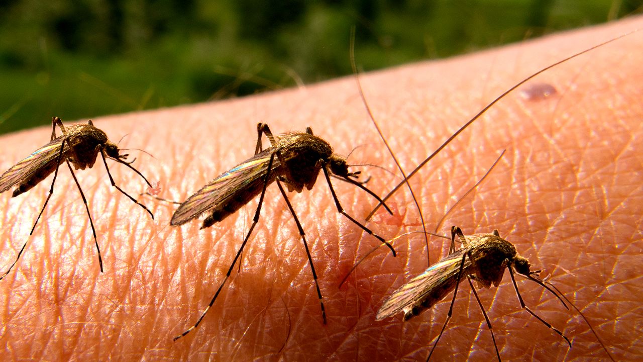 Mengusir nyamuk alami yang ampuh
