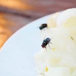 Alasan Mengapa Lalat Masuk Rumah