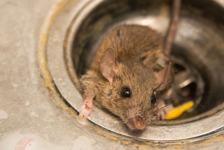 Penyebab Tikus Masuk Rumah Yang Sering Tidak Disadari