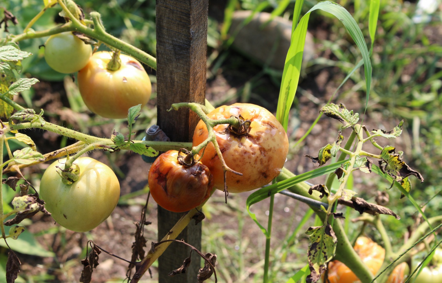 4 Jenis Hama Perusak Tanaman Tomat