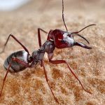4 Spesies Semut Paling Sering Ditemui Di Rumah