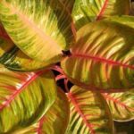 Daun Aglaonema Jadi Menguning, Apa Saja Penyebabnya? algonema kuning