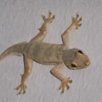 cicak di dinding