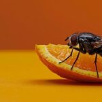 Lalat buah di buah jeruk