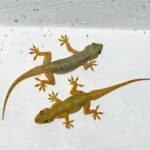 tangkap cicak