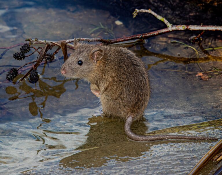 tikus