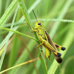 Grasshopper