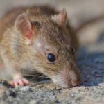 Bahaya Bulu Tikus Di Dapur