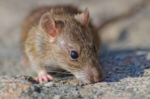 Bahaya Bulu Tikus Di Dapur