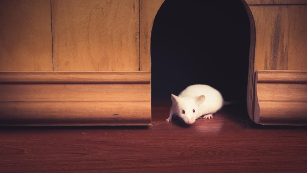 Cara Agar Tikus Tidak Masuk Rumah
