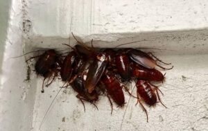 Cara Membasmi Sarang Kecoa Di Rumah