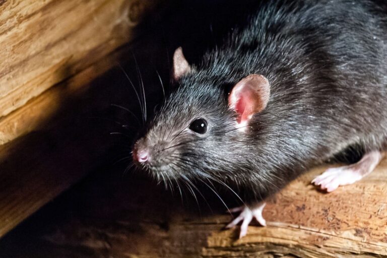 Cara Membasmi Tikus Di Loteng Sempit