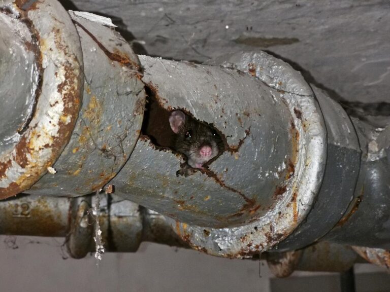 Cara Membasmi Tikus Di Pipa Wastafel