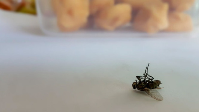 Cara Mengusir Lalat Dari Dapur Dan Meja Makan