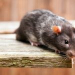 Mengusir Tikus Dari Plafon Rumah