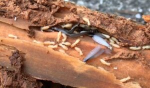 Perbedaan Rayap Kayu Kering dan Rayap Tanah