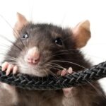 Tikus Suka Menggigit Kabel Listrik Di Rumah